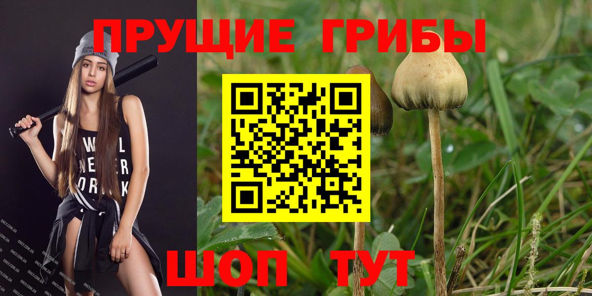 Псилоцибиновые грибы Psilocybine cubensis Сертолово